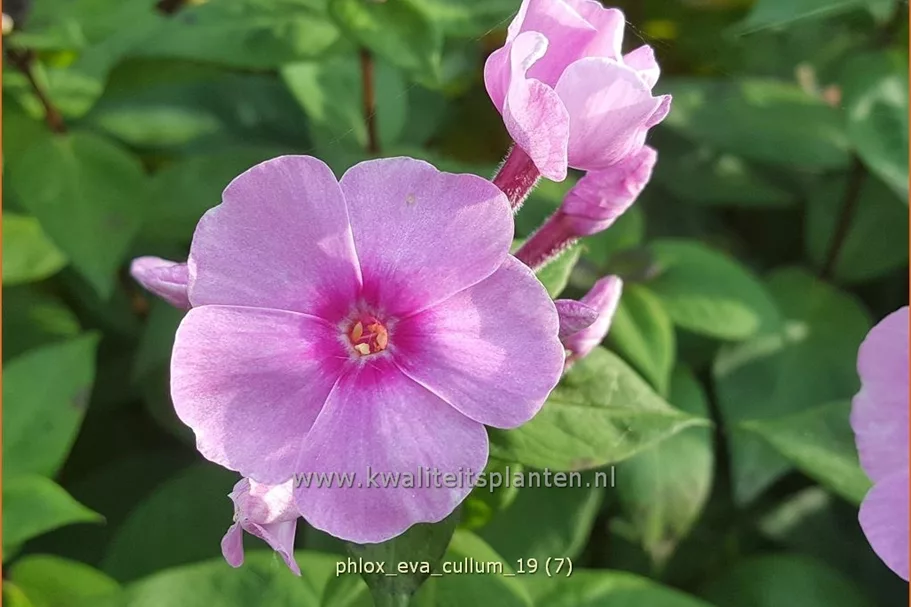 Phlox paniculata 'Eva Cullum'