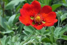 Potentilla atrosanguinea