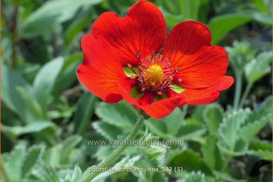 Potentilla atrosanguinea