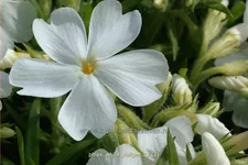 Phlox subulata 'White Delight'