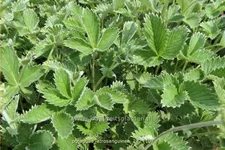 Potentilla atrosanguinea