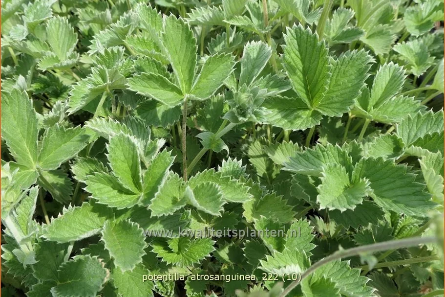 Potentilla atrosanguinea