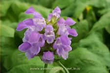 Prunella grandiflora 'Gerhard Rudolf'