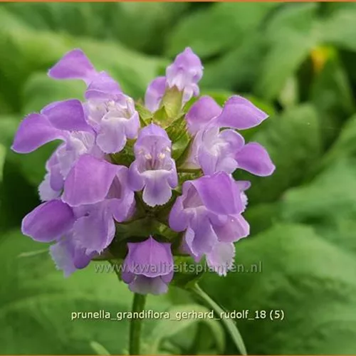 Prunella grandiflora 'Gerhard Rudolf'