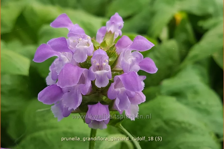 Prunella grandiflora 'Gerhard Rudolf'