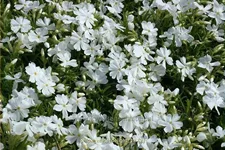 Phlox subulata 'White Delight'