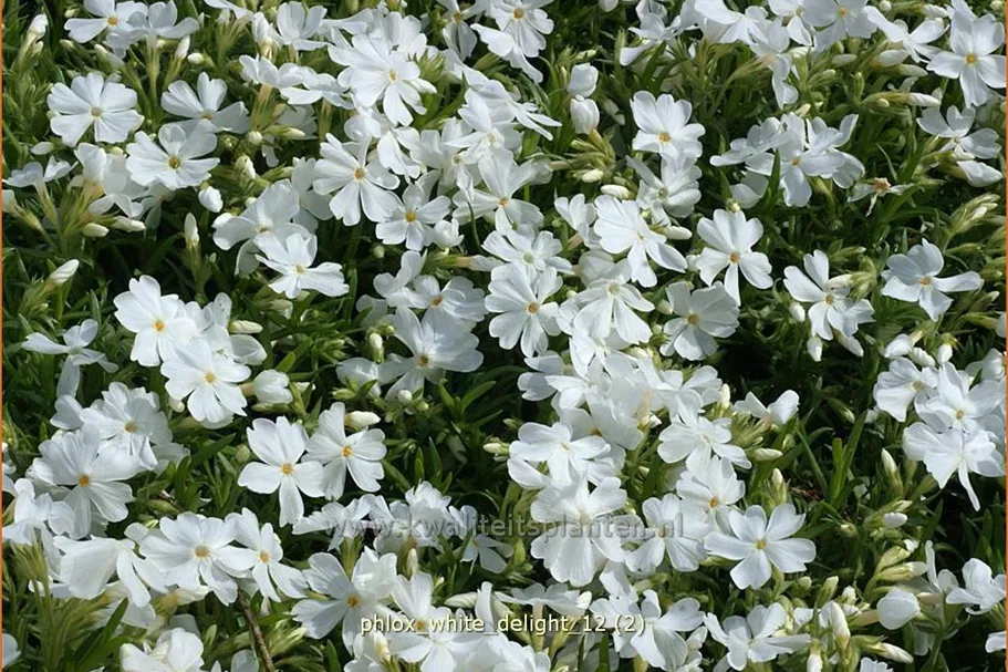 Phlox subulata 'White Delight'