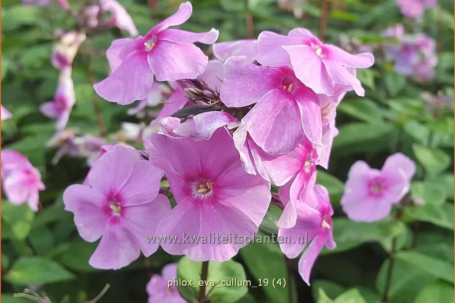 Phlox paniculata 'Eva Cullum'
