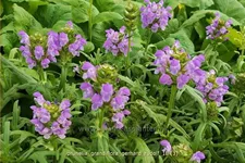 Prunella grandiflora 'Gerhard Rudolf'