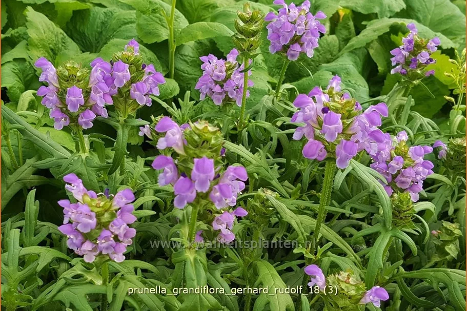 Prunella grandiflora 'Gerhard Rudolf'