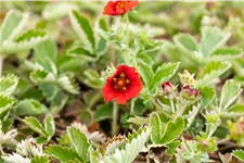 Potentilla atrosanguinea