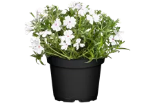 Phlox subulata 'White Delight'
