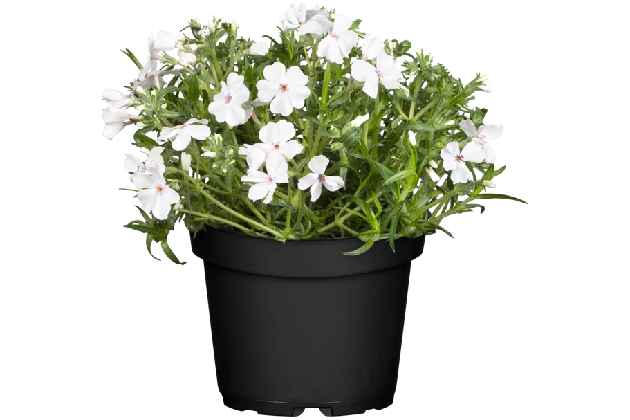 Phlox subulata 'White Delight'