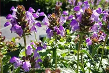 Prunella grandiflora 'Gerhard Rudolf'