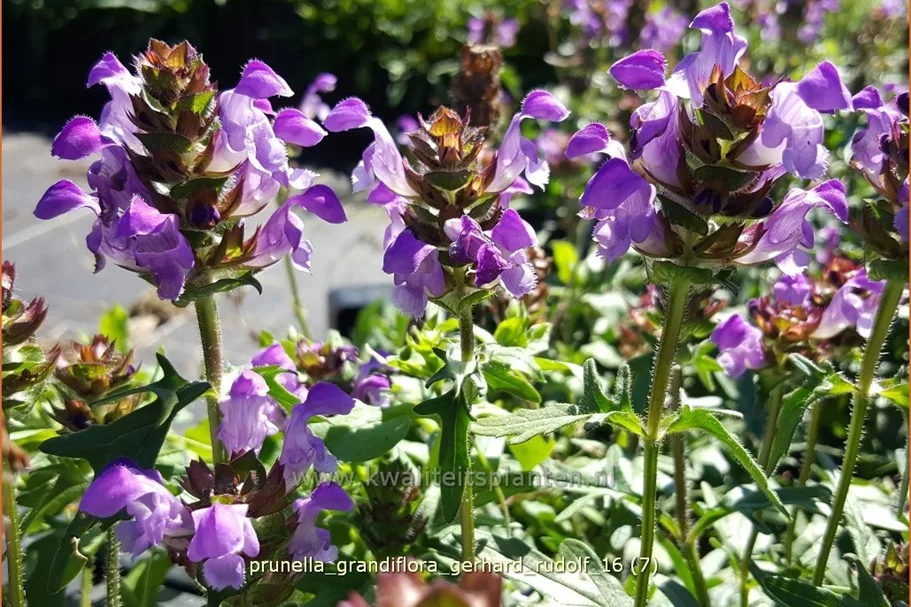 Prunella grandiflora 'Gerhard Rudolf'