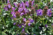 Prunella grandiflora 'Gerhard Rudolf'