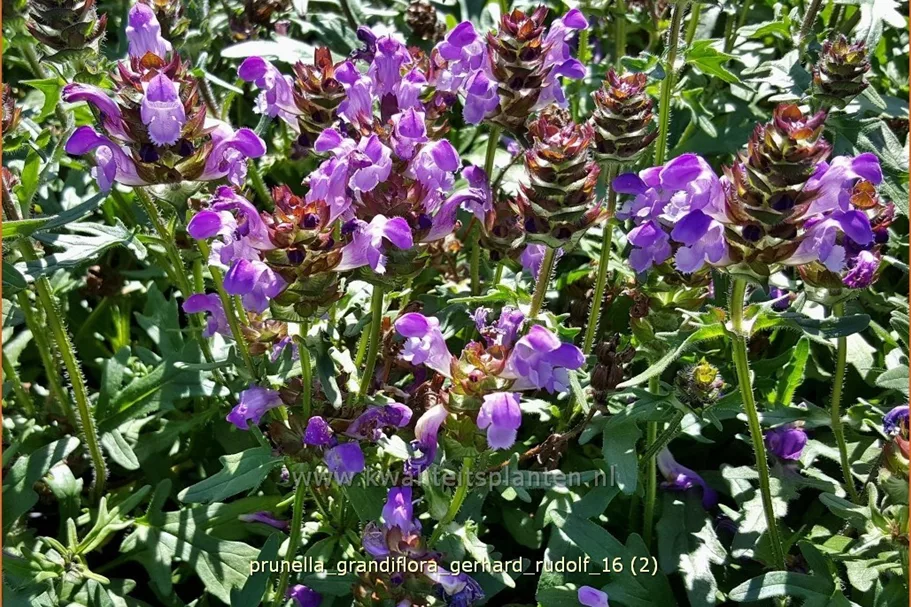 Prunella grandiflora 'Gerhard Rudolf'