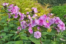 Phlox paniculata 'Eva Cullum'