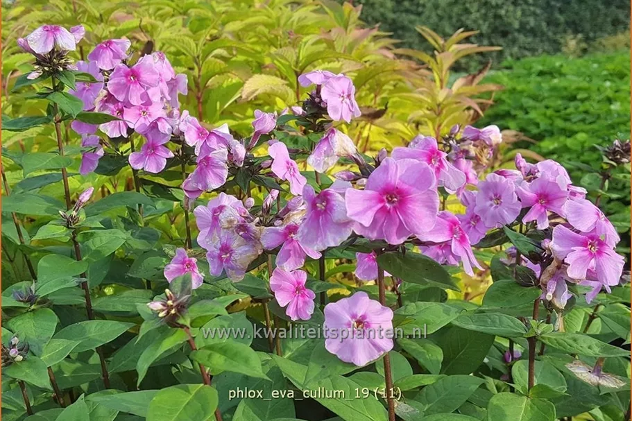 Phlox paniculata 'Eva Cullum'