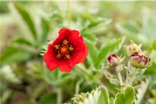 Potentilla atrosanguinea