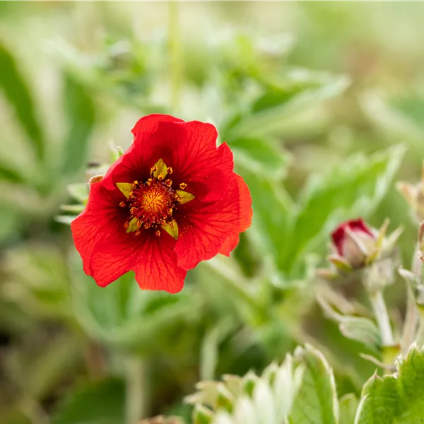 Potentilla atrosanguinea