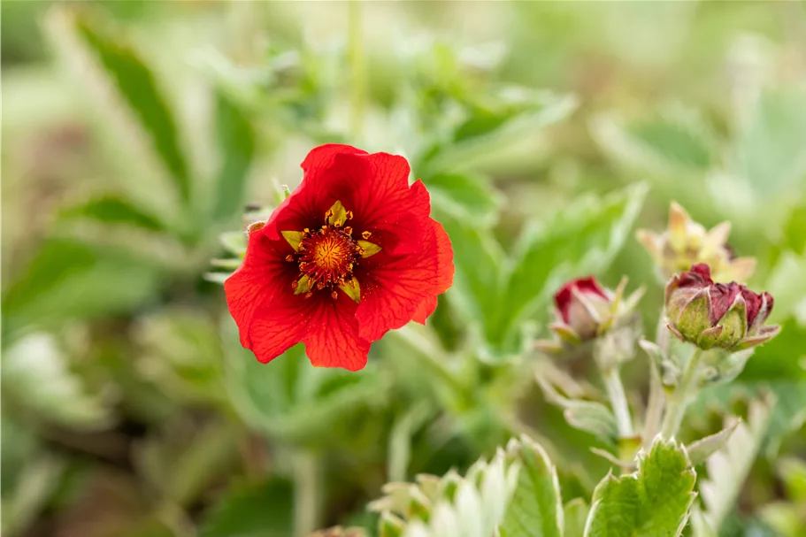 Potentilla atrosanguinea