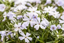 Phlox subulata 'White Delight'