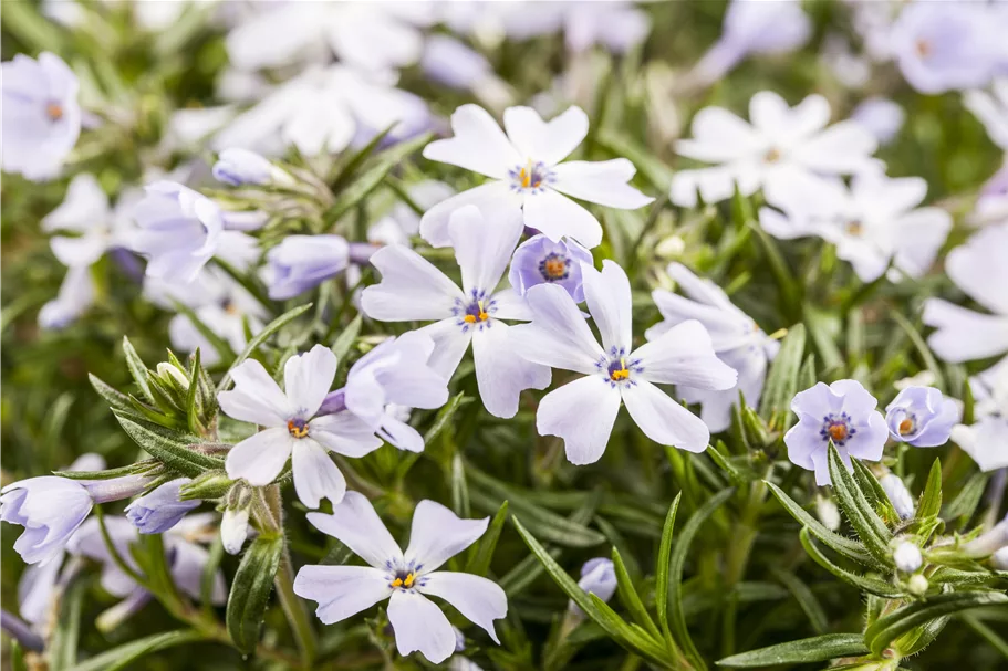 Phlox subulata 'White Delight'