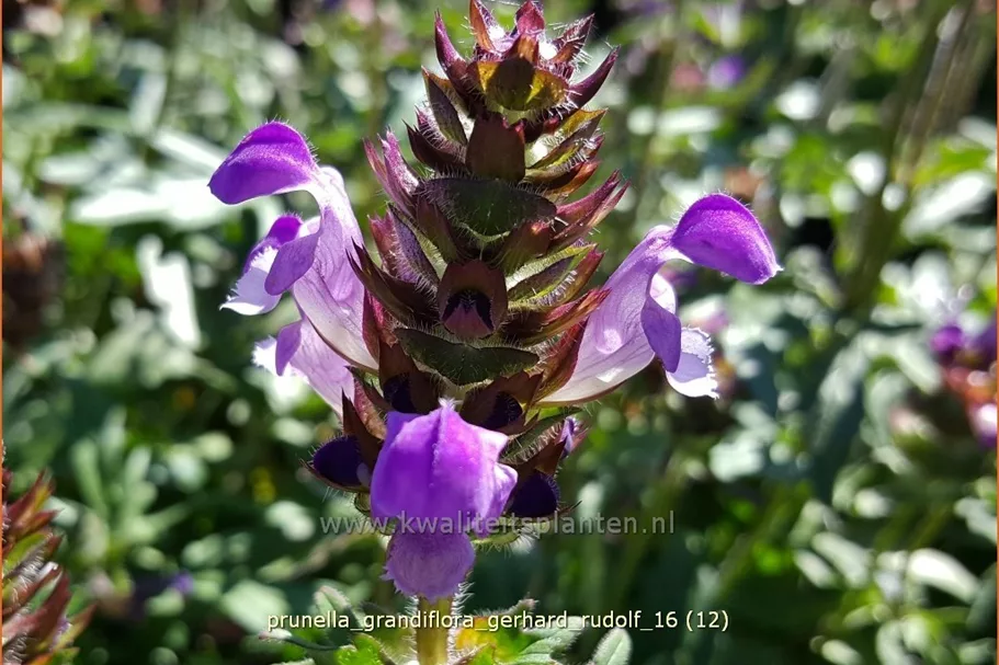 Prunella grandiflora 'Gerhard Rudolf'