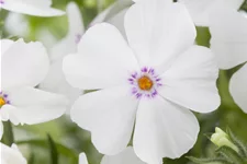 Phlox subulata 'White Delight'