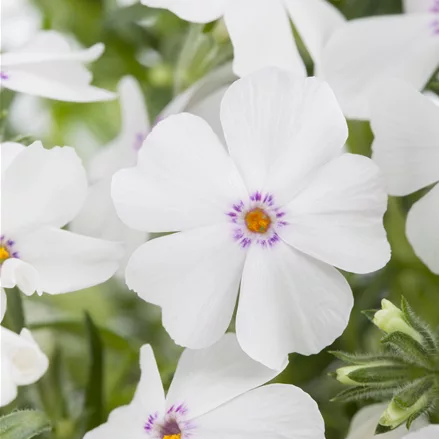 Phlox subulata 'White Delight'