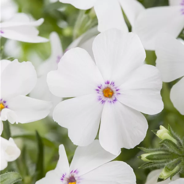 Phlox subulata 'White Delight'