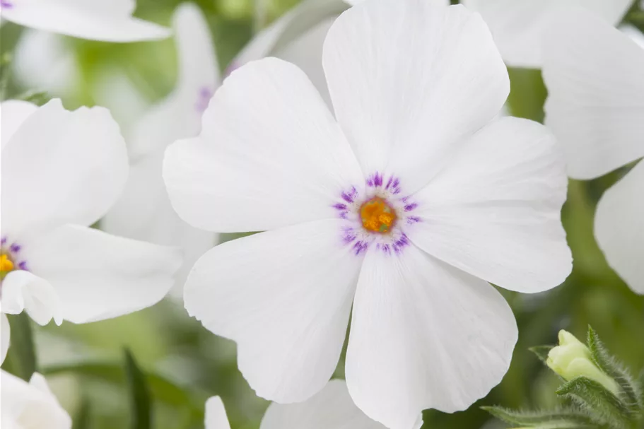 Phlox subulata 'White Delight'