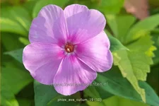 Phlox paniculata 'Eva Cullum'