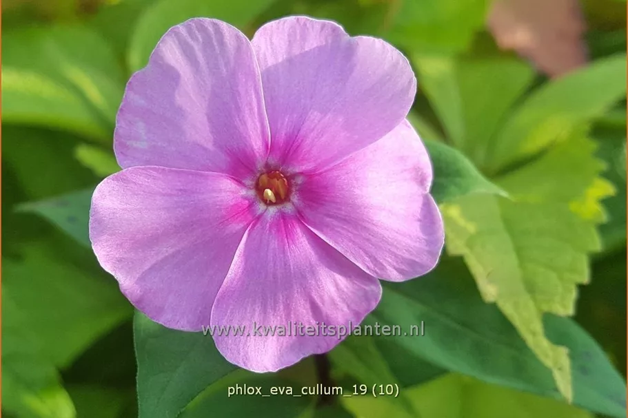 Phlox paniculata 'Eva Cullum'