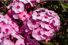 Phlox paniculata 'Eva Cullum'