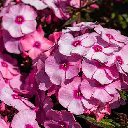 Phlox paniculata 'Eva Cullum'