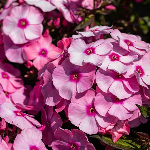 Phlox paniculata 'Eva Cullum'
