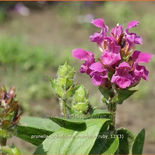 Prunella grandiflora 'Inshriach Ruby'