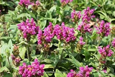 Prunella grandiflora 'Inshriach Ruby'