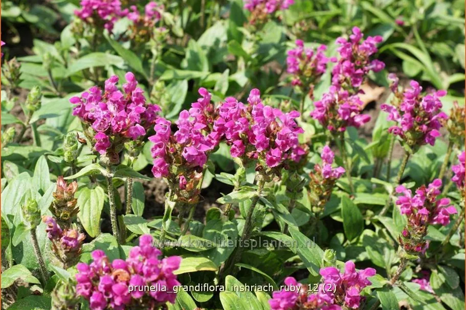 Prunella grandiflora 'Inshriach Ruby'
