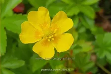 Potentilla aurea