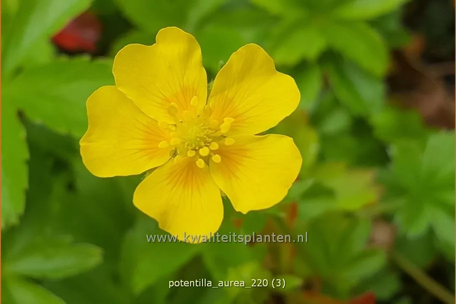 Potentilla aurea
