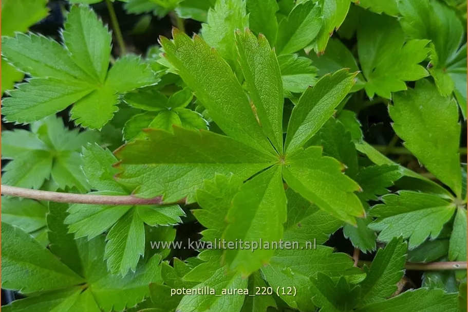 Potentilla aurea