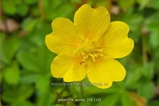Potentilla aurea