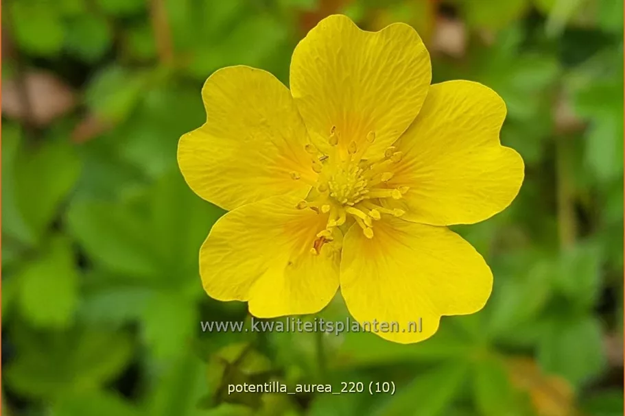 Potentilla aurea