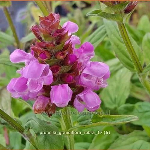Prunella grandiflora 'Rubra'