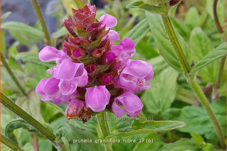 Prunella grandiflora 'Rubra'