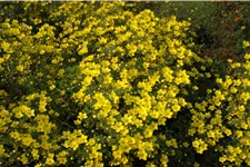 Potentilla aurea