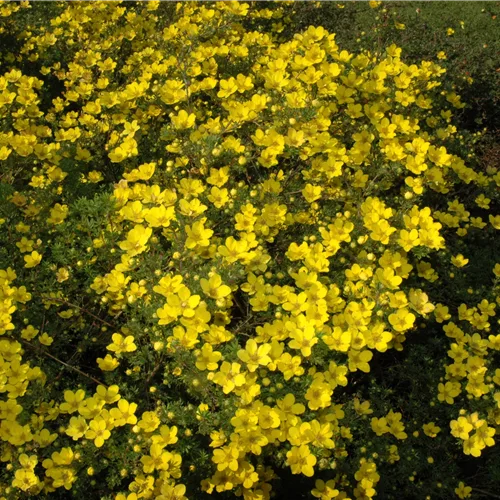 Potentilla aurea